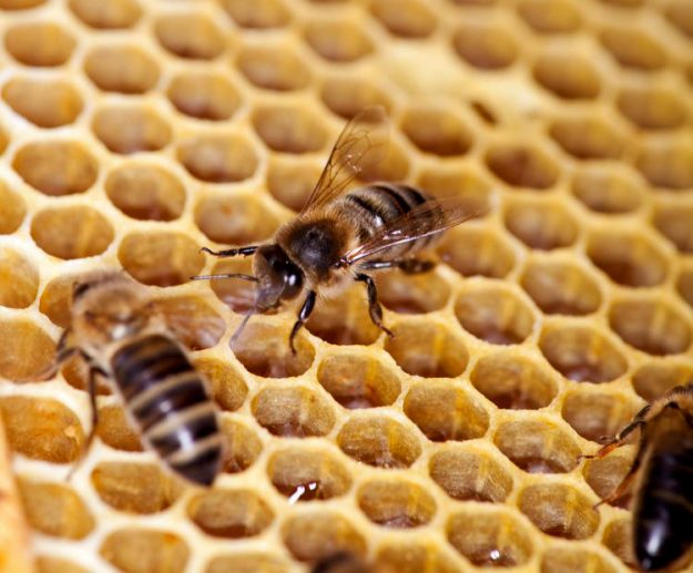 Bees Hive Honey Antibacterial