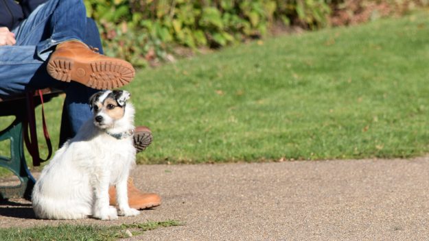 Being in parks is beneficial to mental health, studies say.