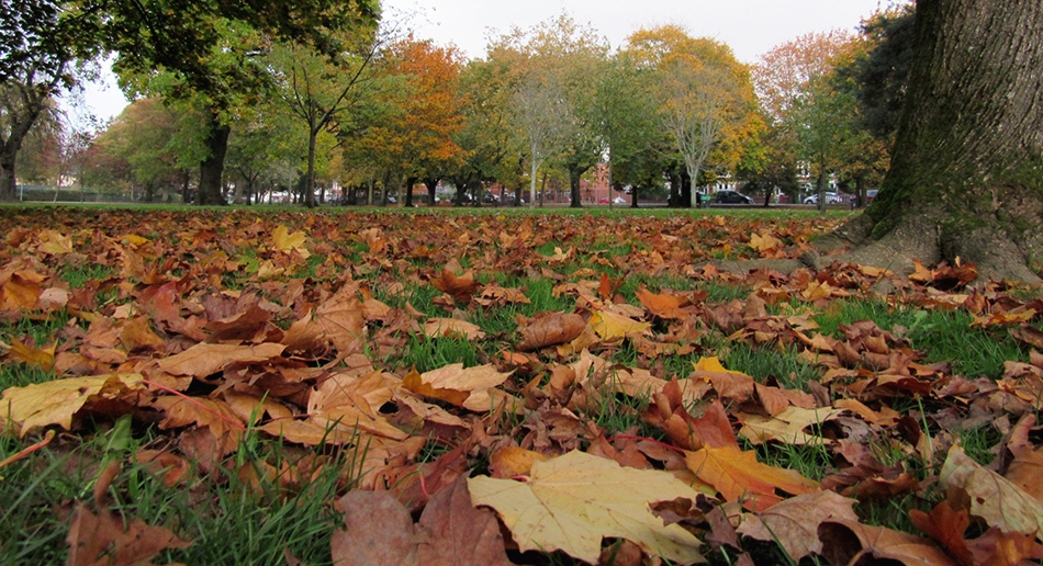 Autumn leaves in Canton Park Cardiff.