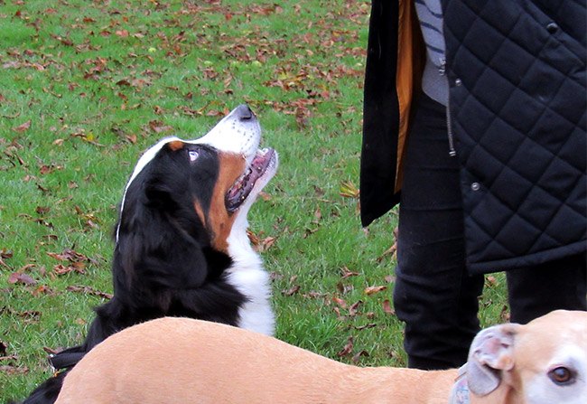A dog looks at their owner hoping for a treat in Canton Park Cardiff.