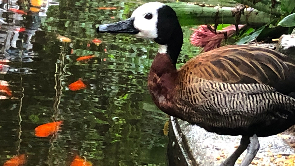 A whistling duck by the pond at Roath Park Conservatory