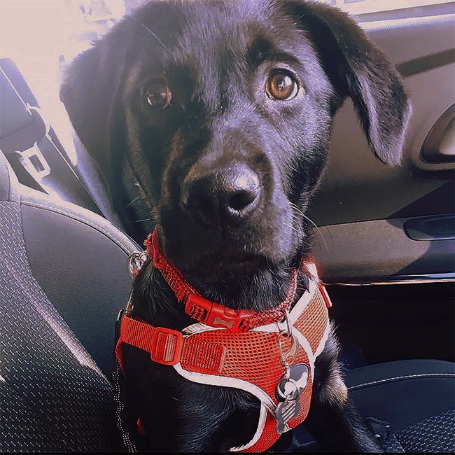 Bradley, a 5-month-old assistance Labrador cross, in his harness.