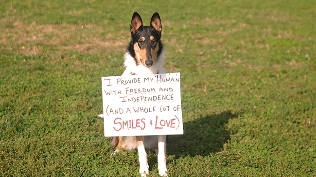 An assistance dog with a sign which reads, "I provide my human with freedom and independence (and a whole lot of smiles and love)."