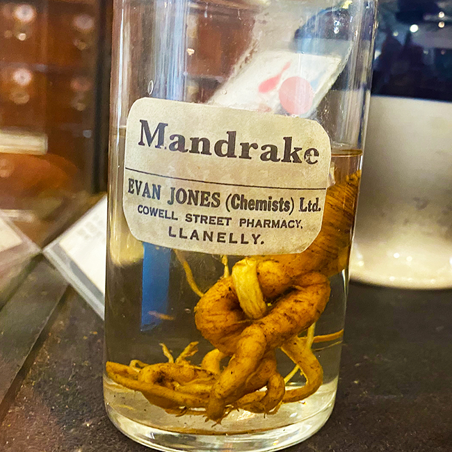 A mandrake specimen.