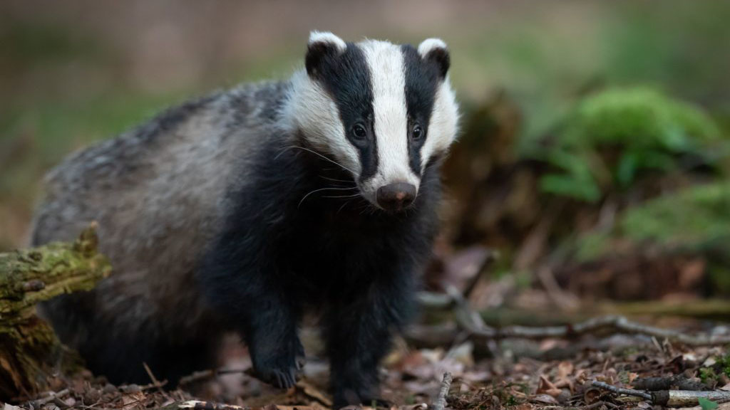 Badger cull to be phased out as government favours vaccine Photo by Vincent van Zalinge on Unsplash