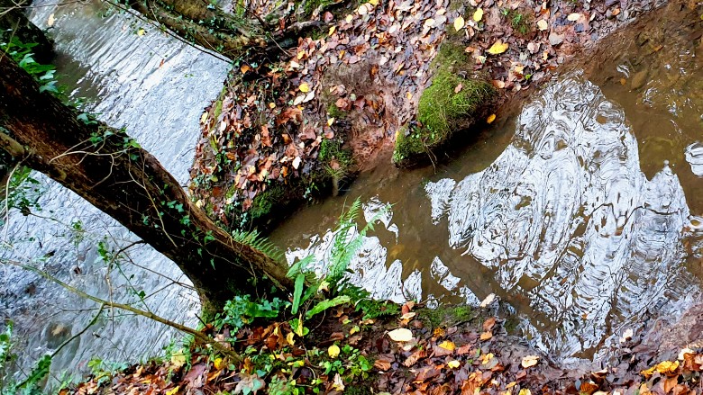 stream with water and leaves