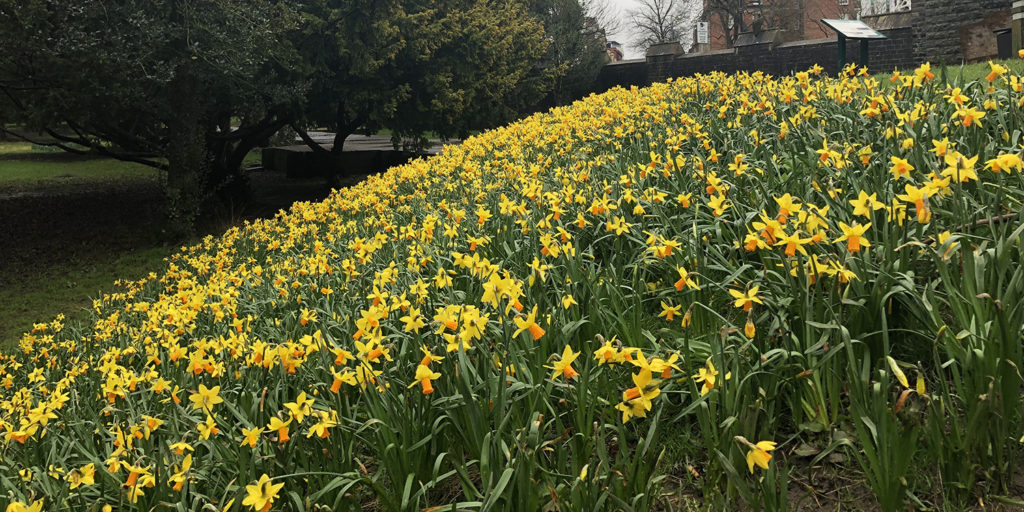 The hidden crisis behind the beauty of daffodils.