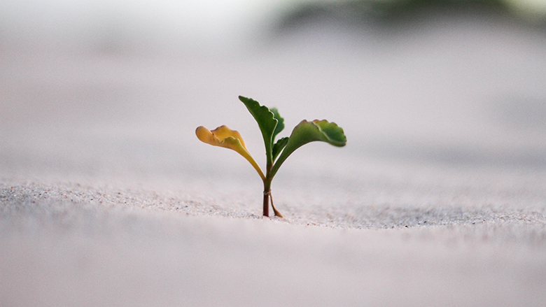 Write a story from a sprout.