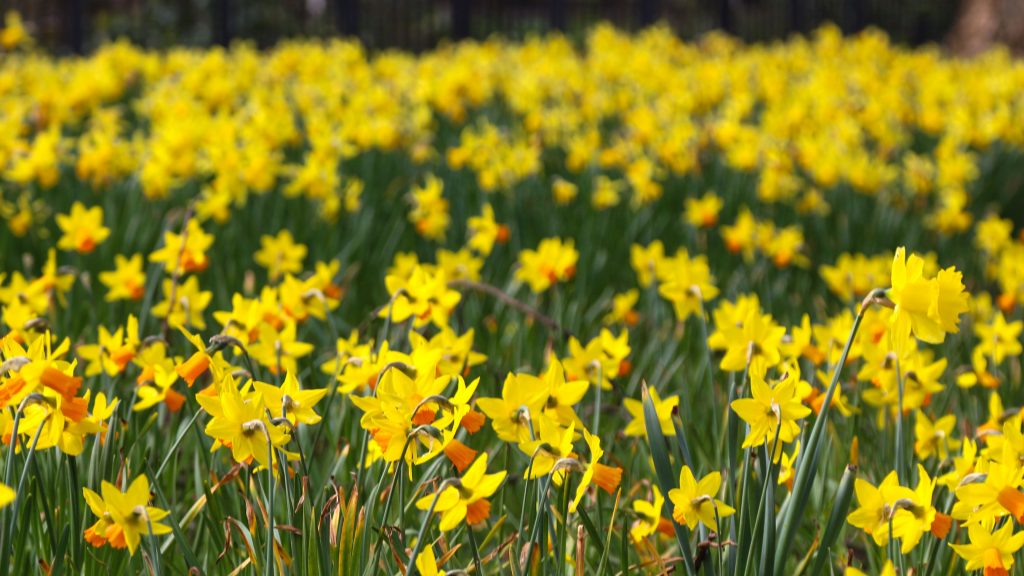 Daffodil, the national emblem of Wales