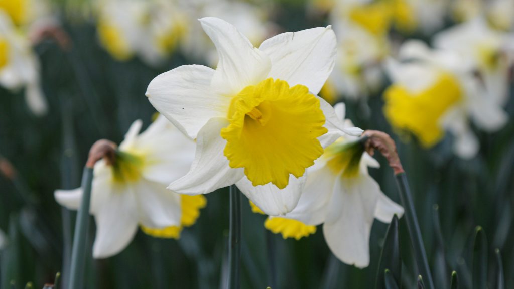 Daffodil, the national emblem of Wales