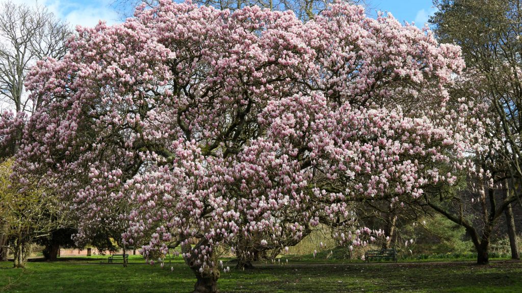 Magnolia tree in Bute Park