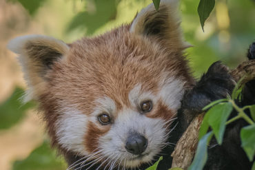 red panda