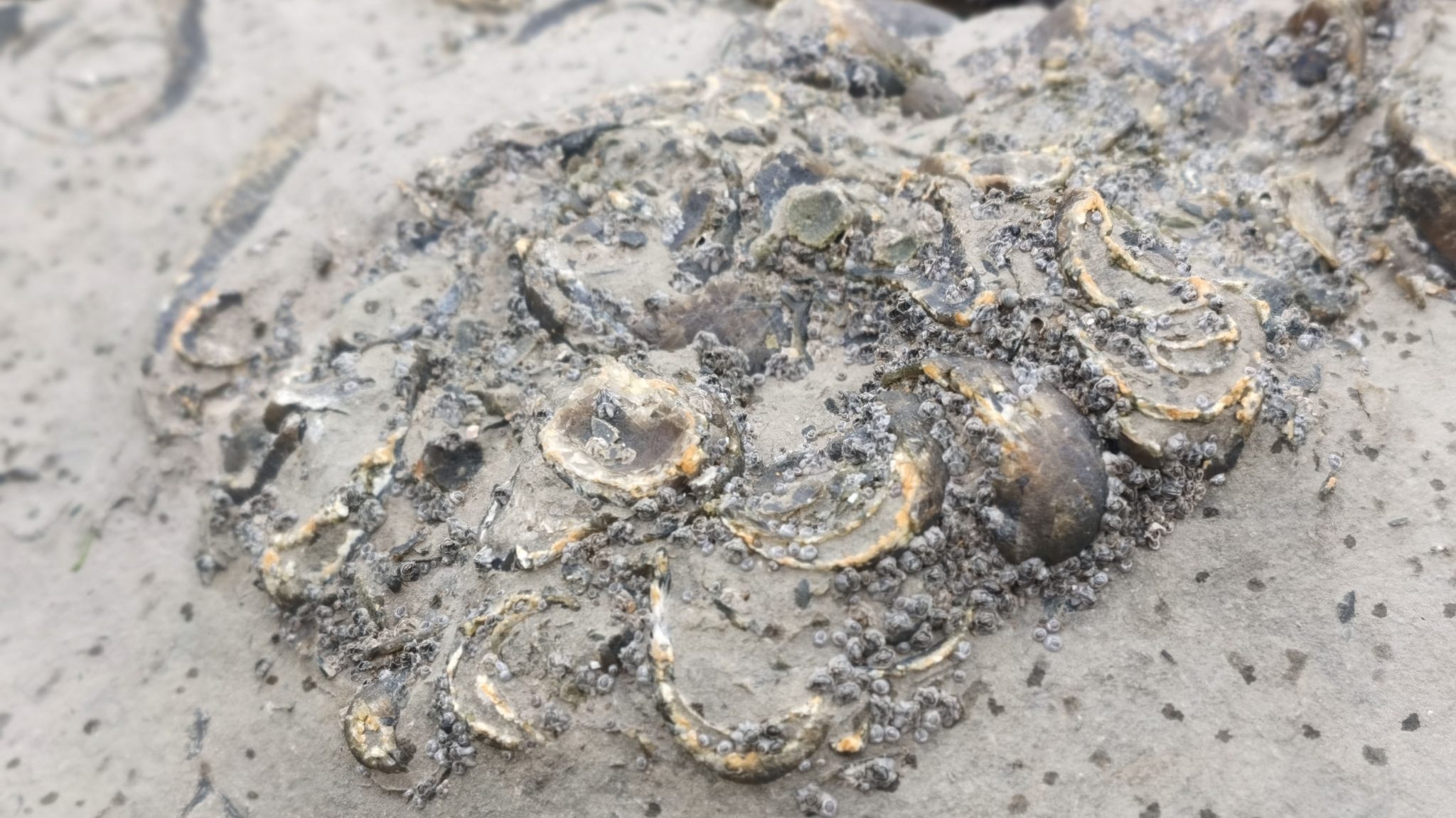 A fossil hunting trip in Wales how to find your first fossil? Life360