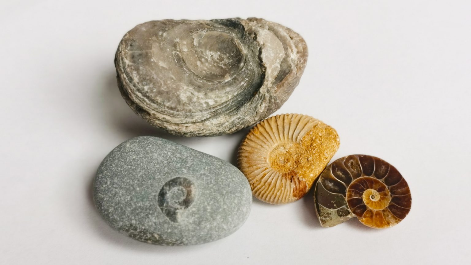A fossil hunting trip in Wales how to find your first fossil? Life360
