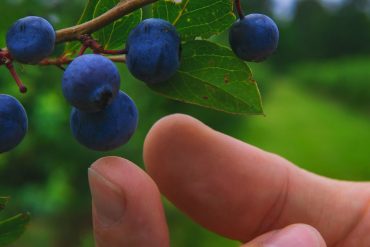 foraging in the UK