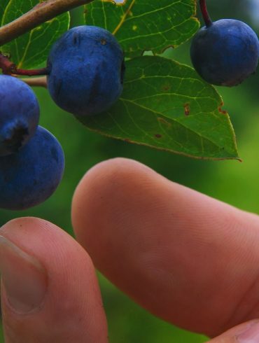 foraging in the UK