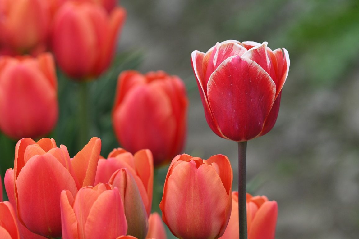 Tulips from Amsterdam on the trail of one of Holland’s biggest exports