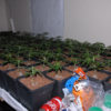 Cannabis Factory found in Grangetown.
