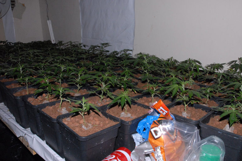 Cannabis Factory found in Grangetown.