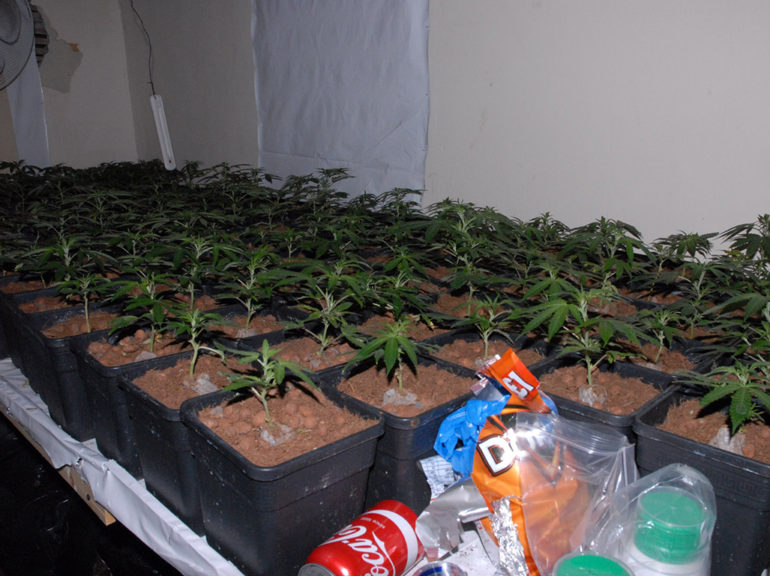 Cannabis Factory found in Grangetown.