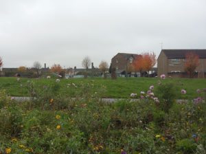 A wildflower bed in Anderson Fields, where volunteers took part in a Love Where You Live litter pick