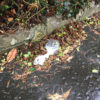 Left-over poo bags are a common sight along St Fagans Rd