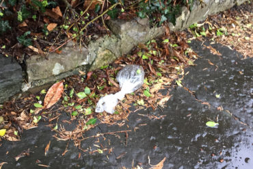 Left-over poo bags are a common sight along St Fagans Rd