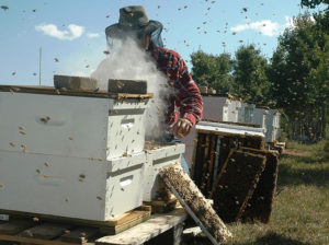 A beekeeper using a smoker to calm his bees. credit: