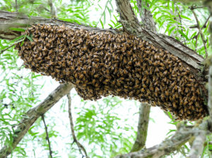 A swarm of bees gathered on a tree. credit: Lars Plougmann