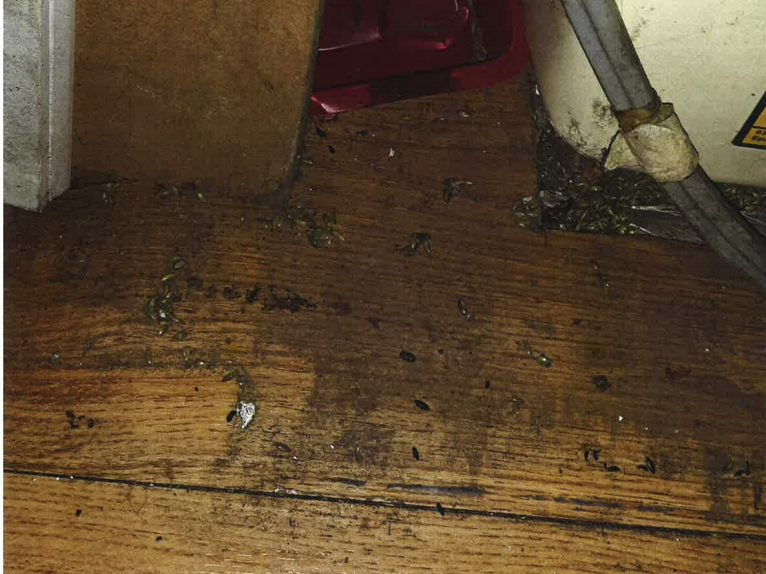 Mouse droppings and overturned bait box in metre cupboard found by inspectors