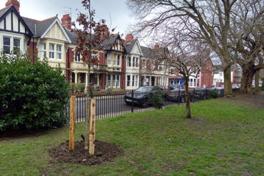 Tree replanted in Roath Mill