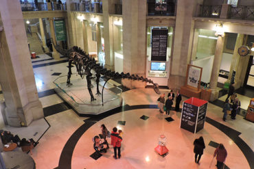 Dippy the Dino in the entrance hall at the National Museum Cardiff