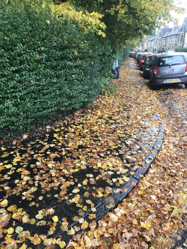 Leaves next to Plasturton Gardens 