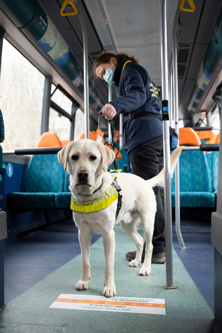 Cardiff Bus is helping train guide dogs during pandemic