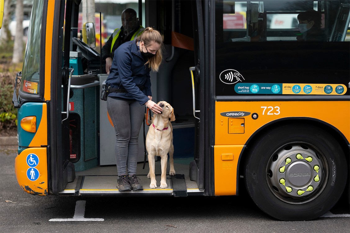 Cardiff Bus is helping train guide dogs during pandemic The Cardiffian