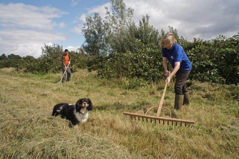 Volunteers rake the park, with two people pictured and a dog, on a sunny day