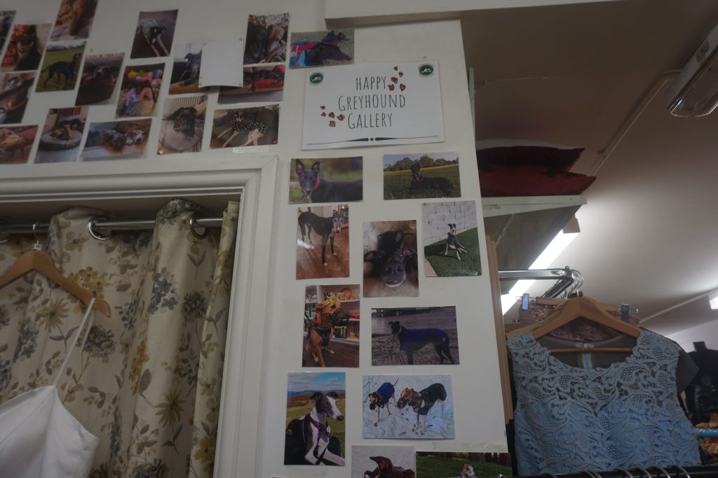 Photos of Greyhounds on the shop wall